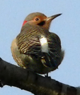 Northern Flicker yellow-shafted